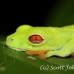 frog_tree_redeyed_tar_h_0530_cos0855.jpg